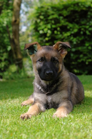 Blade (15).jpg